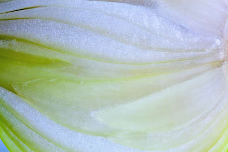 Close up of sliced red onionの写真素材