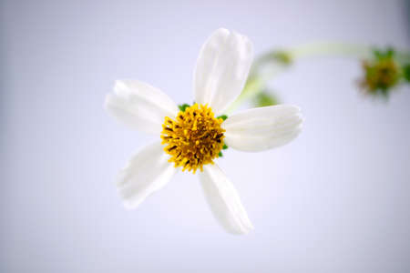 daisy flowers