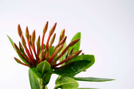 Spike flower. Red spike flowerの写真素材