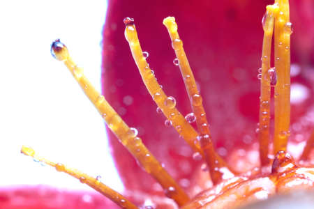 flower with dew drops isolated on white backgroundの写真素材