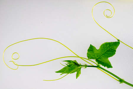 ivy leaves on wall backgroundの写真素材