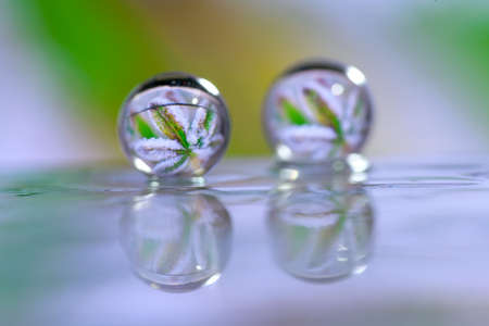 Abstract oil paint brush, Close up dew droplets on a blade of grass and snow flake flower reflectingの写真素材