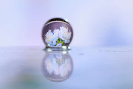 Abstract oil paint brush, Close up dew droplets on a blade of grass and white flower reflectingの写真素材