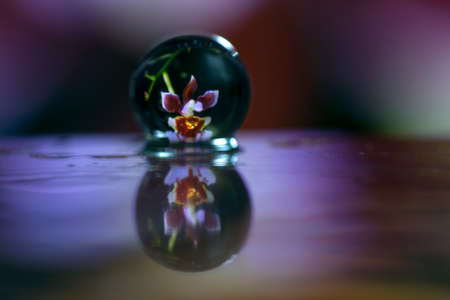 Abstract oil paint brush, Close up dew droplets on a blade of grass and orchid flower reflectingの写真素材