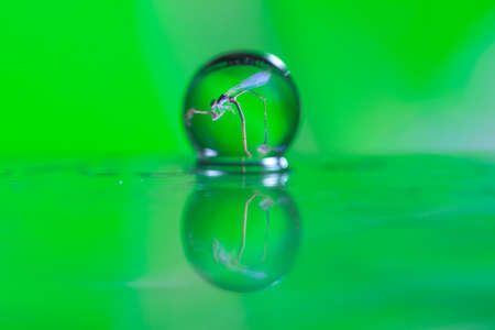 Abstract oil paint brush, Close up dew droplets on a blade of grass and dragonfly reflectingの写真素材