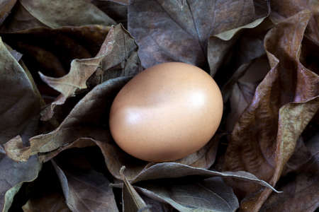 Single brown chicken egg isolated on whiteの写真素材