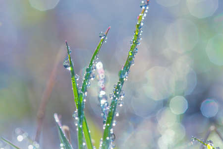 Fresh green grass with dew drops closeup. Nature Background