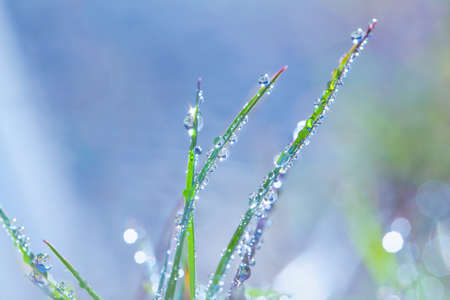 Fresh green grass with dew drops closeup. Nature Backgroundの写真素材