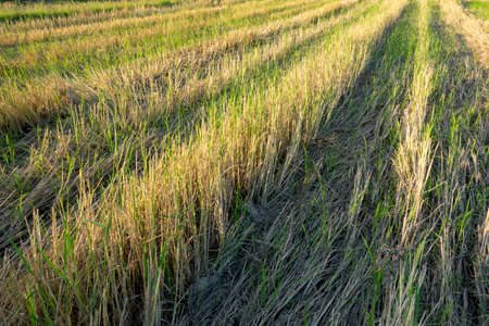 Rice Field in Chiangmai, Thailand