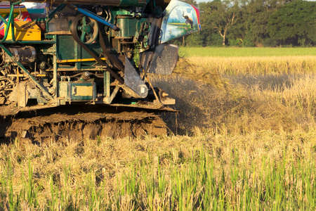 The harvesting of the paddy fields with car.
