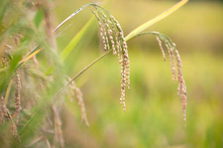 close up of yellow green rice field