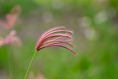 flower in the fieldの写真素材