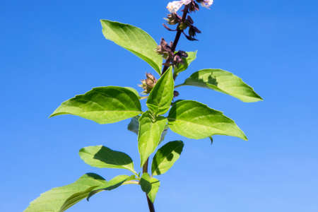 Medicinal tulsi or holy basil indian herb  on  blue background