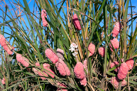 Channeled apple snail egg or Golden Apple Snail egg on cropsの写真素材