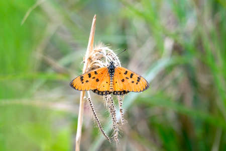 butterfly on flowerの写真素材
