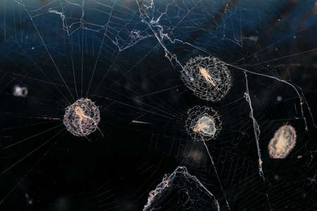 Spider moth caught in its webの写真素材