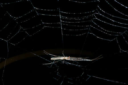 Spider moth caught in its webの写真素材