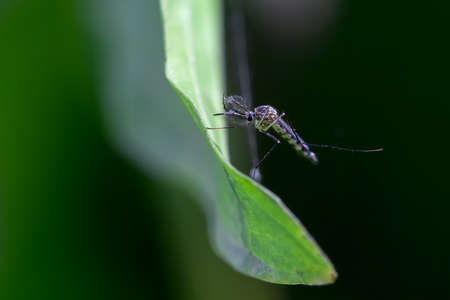 mosquito on green Leaveの写真素材