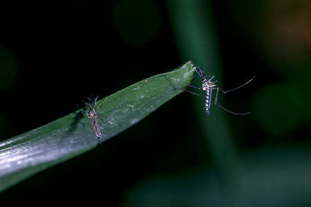 mosquito on green Leave