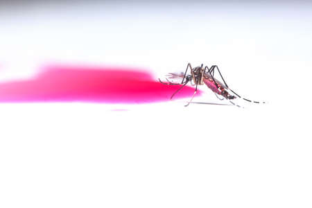 closeup mosquito eat  syrupの写真素材