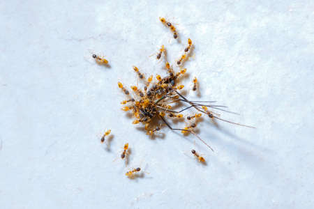Ants eating  mosquito, on white backgroundの写真素材