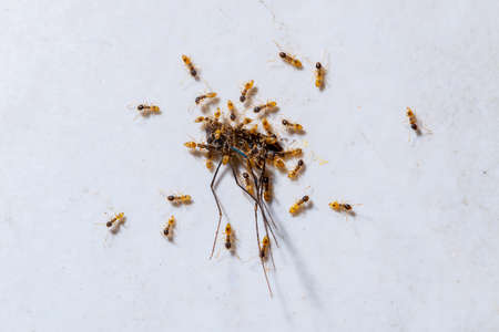 Ants eating  mosquito, on white backgroundの写真素材