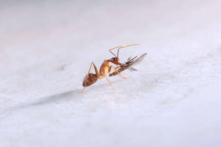 Ant eating  mosquito, on white backgroundの写真素材