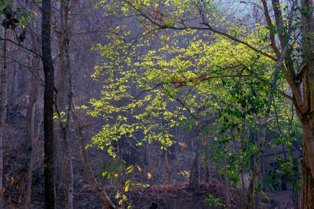 forest trees. nature green wood sunlight backgrounds.