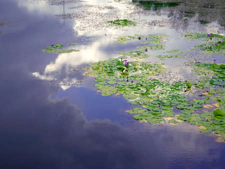 The detail of huge lotus leaf on waterの写真素材