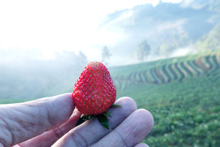 Wild Natural Red Strawberries, Strawberry in Hand with Garden Backgroundの写真素材