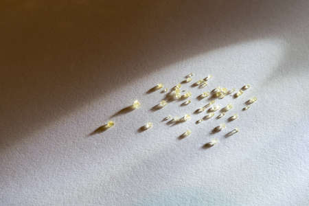 sugar on white background