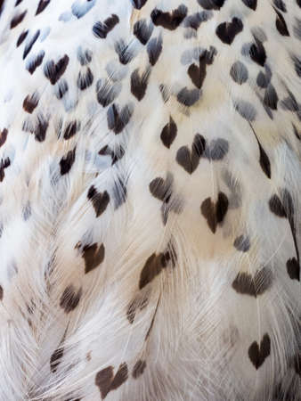 Spot-bellied Eagle owl with heartの写真素材