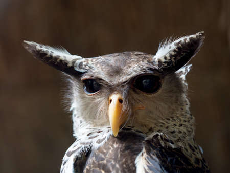 Spot-bellied Eagle owlの写真素材