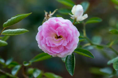 rose in the gardenの写真素材