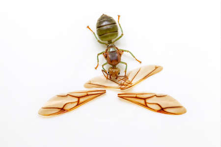 Image of the queen of ants on dry branches. weaver ant queen. Insect. Animal
