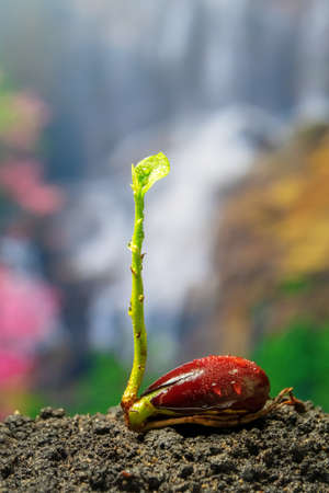 seed of  Egg fruit, Canistel, Yellow Sapote (Pouteria campechiana (Kunth) Baehni)の写真素材