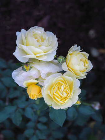 Natural summer background with yellow rose. Beautiful blooming flower on green leaves background.の写真素材