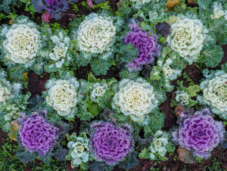 Closeup of colorful cabbages on the field