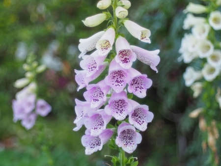 Fox glove thimble Flower with Purple blossom in the forest
