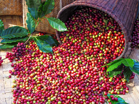 Red coffee beans on a branch of coffee tree, ripe and unripe berriesの写真素材
