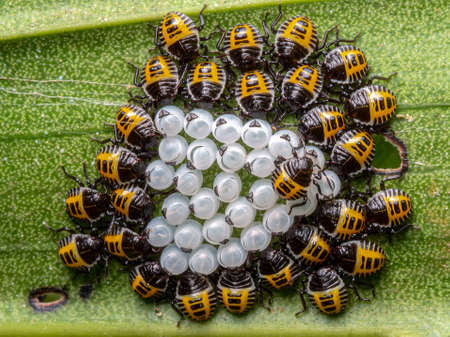 Hundreds of insects hatch from a cluster of white eggs.の写真素材