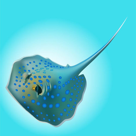 Blue spotted stingrayのイラスト素材