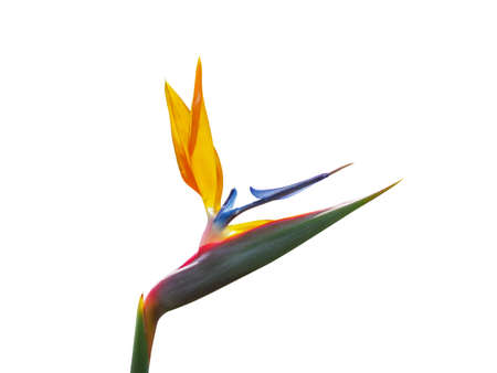 Bird of Paradise tropical flower on blurred background, closeup. Space for text