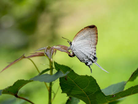 Butterfly laying Eggs on nature background in Thailand and Southeast-Asia.の写真素材
