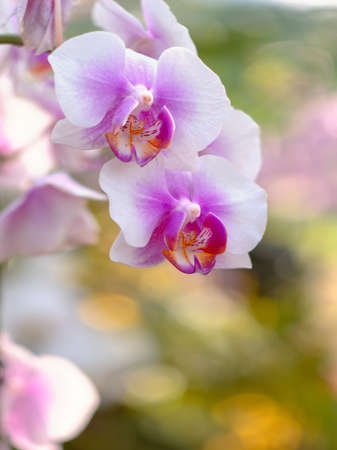 Orchid flower in orchid garden at winter or spring day for postcard beauty and agriculture idea concept design. Phalaenopsis orchid.の写真素材