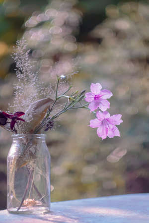 Beauty of wild flower in vase Blue petunias squarrosa or cufod ruellia in morning sunlight.の写真素材