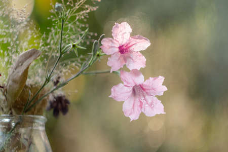 Beauty of wild flower in vase Blue petunias squarrosa or cufod ruellia in morning sunlight.