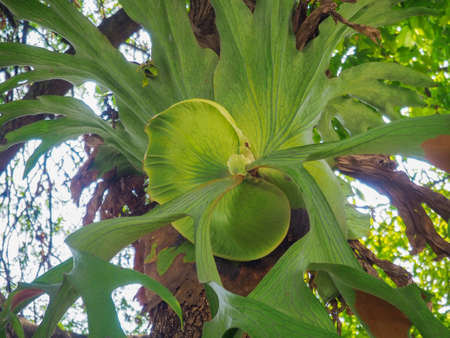 Platycerium coronarium,Large ferns growing on the trunks trees or stones as parasitic plants in the...