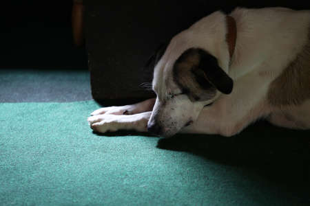 Sleeping dog on green carpet