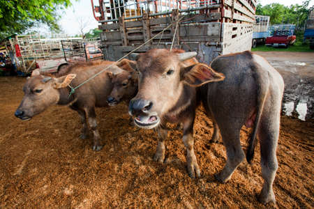 Buffalo trading in market thailand